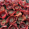 [PACK of 10 PLANTS] x Echeveria Gibbiflora Diamont States Reversa