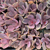 xPachyveria 'Violescens' (aka. Pachyveria Myrtilla)