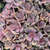 xPachyveria 'Violescens' (aka. Pachyveria Myrtilla)