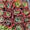 [PACK of 10 PLANTS] x Echeveria Gibbiflora Diamont States Reversa