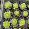 [PACK of 10 PLANTS] x Sempervivum calcareum 'Limelight'