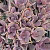 xPachyveria 'Violescens' (aka. Pachyveria Myrtilla)