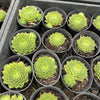 [PACK of 10 PLANTS] x Sempervivum calcareum 'Limelight'