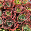 [PACK of 10 PLANTS] x Echeveria Gibbiflora Diamont States Reversa