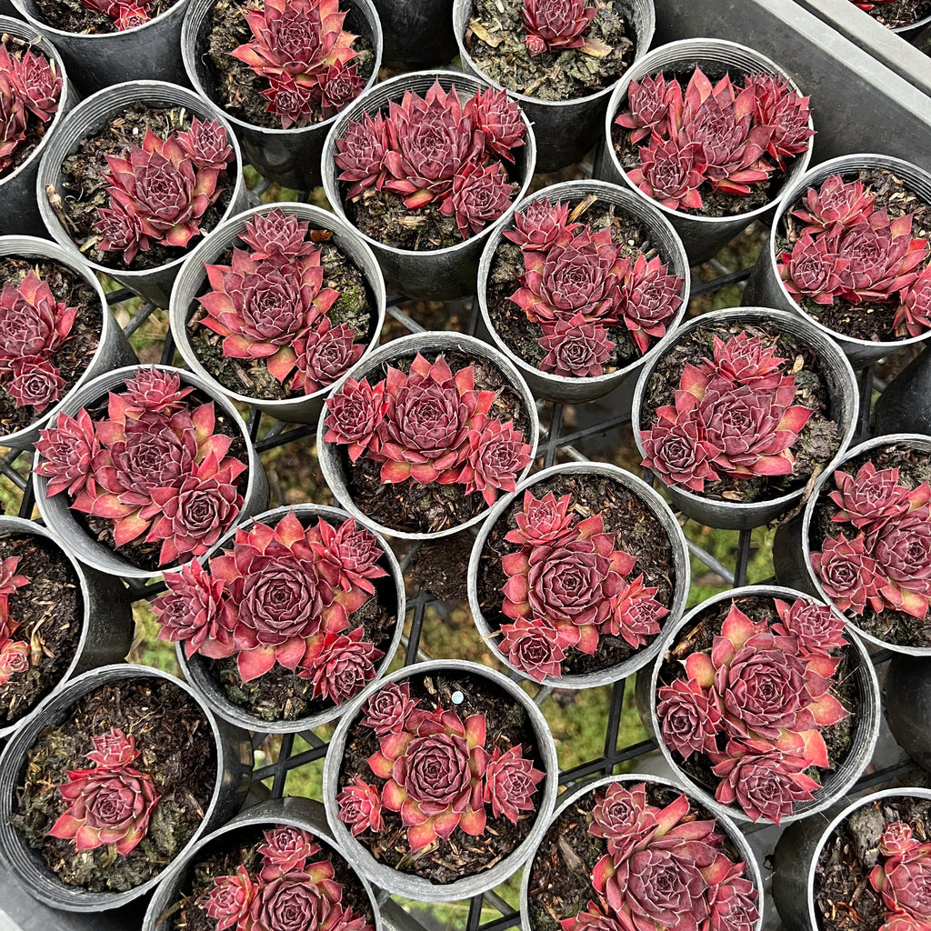 [PACK of 10 PLANTS] x Sempervivum tectorum 'Squib' (w/pup)