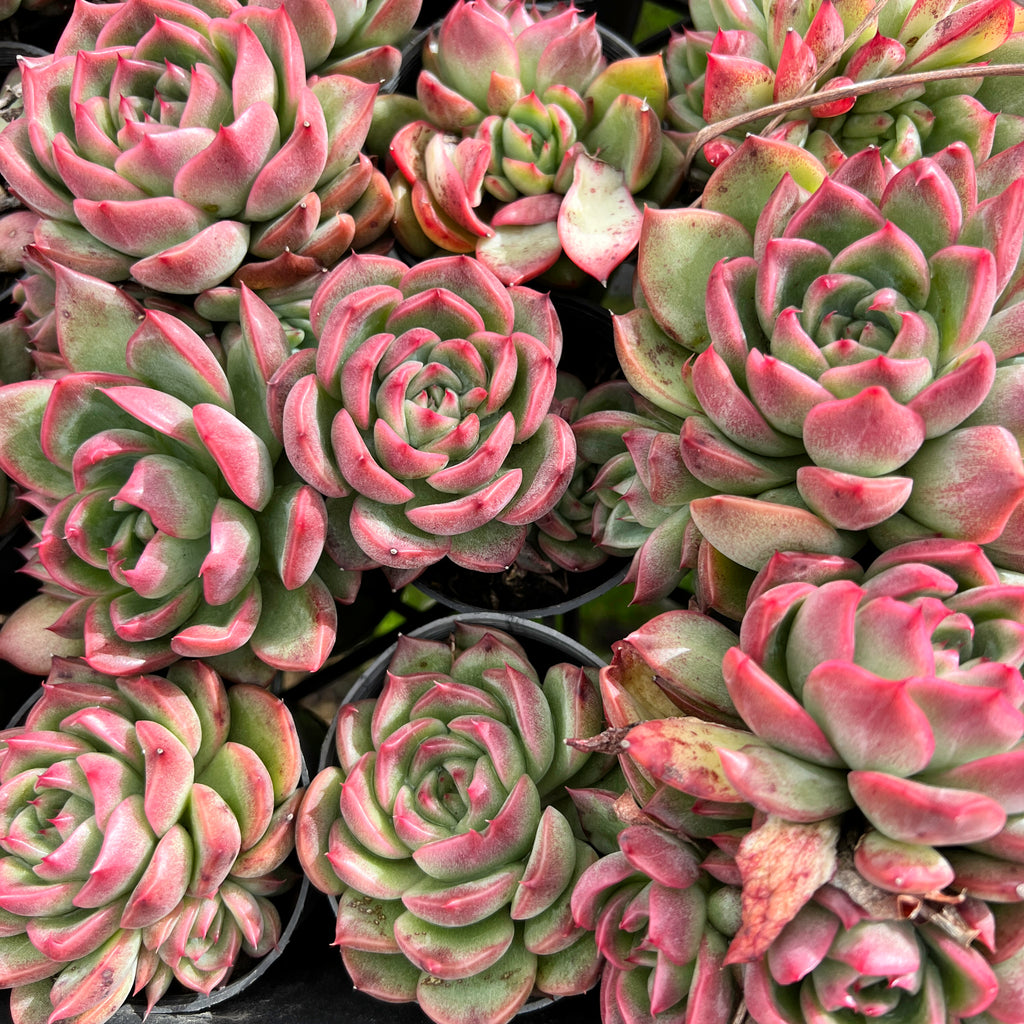 [PACK of 10 PLANTS] x Echeveria agavoides Floriana