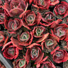 [PACK of 10 PLANTS] x Echeveria Gibbiflora Diamont States Reversa