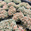 [PACK of 10 PLANTS] x Sedum dasyphyllum