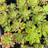 [PACK of 10 PLANTS] x  Echeveria 'Giant Mexican Firecracker'