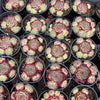 [PACK of 10 PLANTS] x Sempervivum calcareum 'Guillaumes' (w/pup)