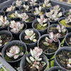 [PACK of 10 PLANTS] x Adromischus triflorus