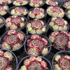 [PACK of 10 PLANTS] x Sempervivum calcareum 'Guillaumes' (w/pup)