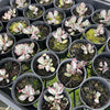 [PACK of 10 PLANTS] x Adromischus triflorus