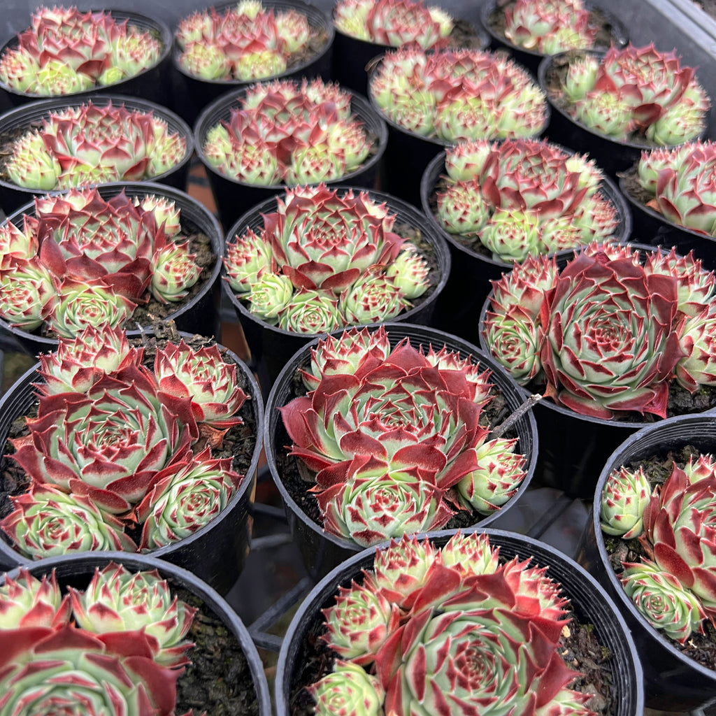 [PACK of 10 PLANTS] x Sempervivum calcareum 'Guillaumes' (w/pup)