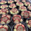 [PACK of 10 PLANTS] x Sempervivum calcareum 'Guillaumes' (w/pup)