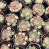 [PACK of 10 PLANTS] x Sempervivum calcareum (w/pup)