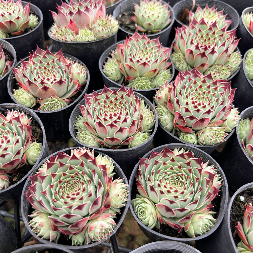 [PACK of 10 PLANTS] x Sempervivum calcareum (w/pup)
