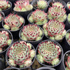 [PACK of 10 PLANTS] x Sempervivum calcareum (w/pup)