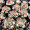 Sempervivum calcareum (w/pup)
