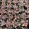 [PACK of 10 PLANTS] x Echeveria 'Trumpet Pinky'