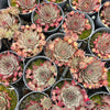 [PACK of 10 PLANTS] x Sempervivum 'Berwick Red'