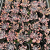 [PACK of 10 PLANTS] x Echeveria 'Trumpet Pinky'