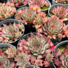 [PACK of 10 PLANTS] x Sempervivum 'Berwick Red'