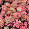 [PACK of 10 PLANTS] x  Echeveria 'Low' ( Mix : crest & Multi heads)