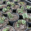 [PACK of 10 PLANTS] x Sedum 'Lime Zinger'