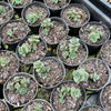 [PACK of 10 PLANTS] x Sedum 'Lime Zinger'