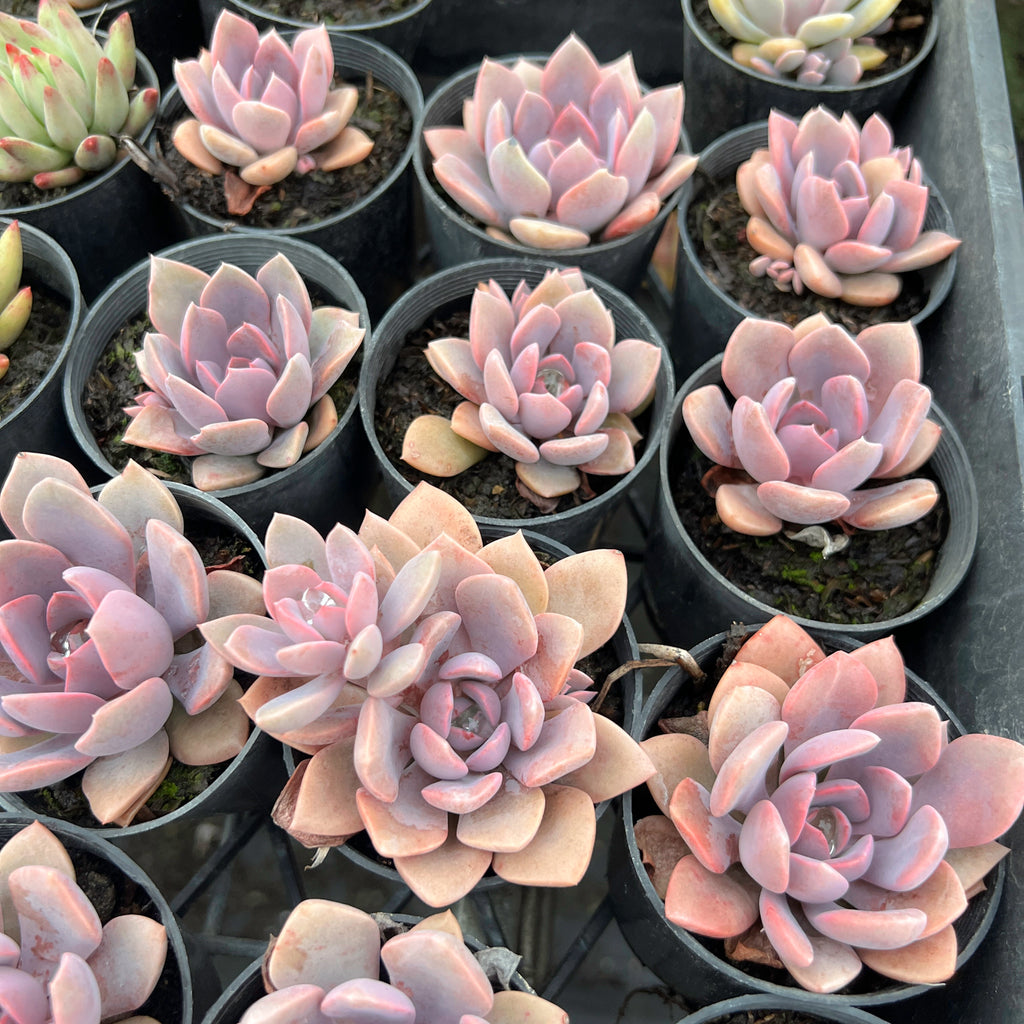 [PACK of 10 PLANTS] x Graptoveria 'Debbie'