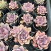 [PACK of 10 PLANTS] x Graptoveria 'Debbie'