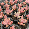 [PACK of 10 PLANTS] x xPachysedum 'Ganzhou' (SMALL)