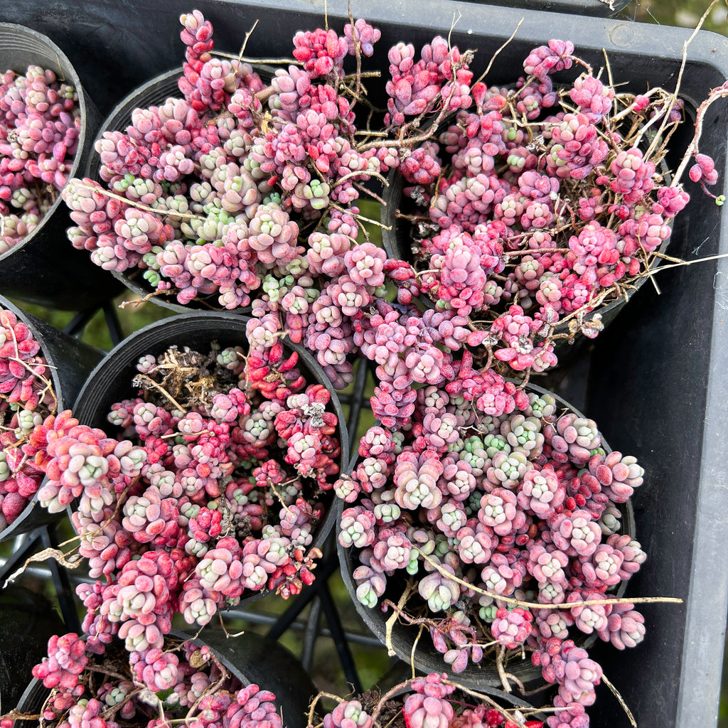 [PACK of 10 PLANTS] x Sedum dasyphyllum 'Lilac Mound'