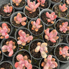 [PACK of 10 PLANTS] x xPachysedum 'Ganzhou' (SMALL)