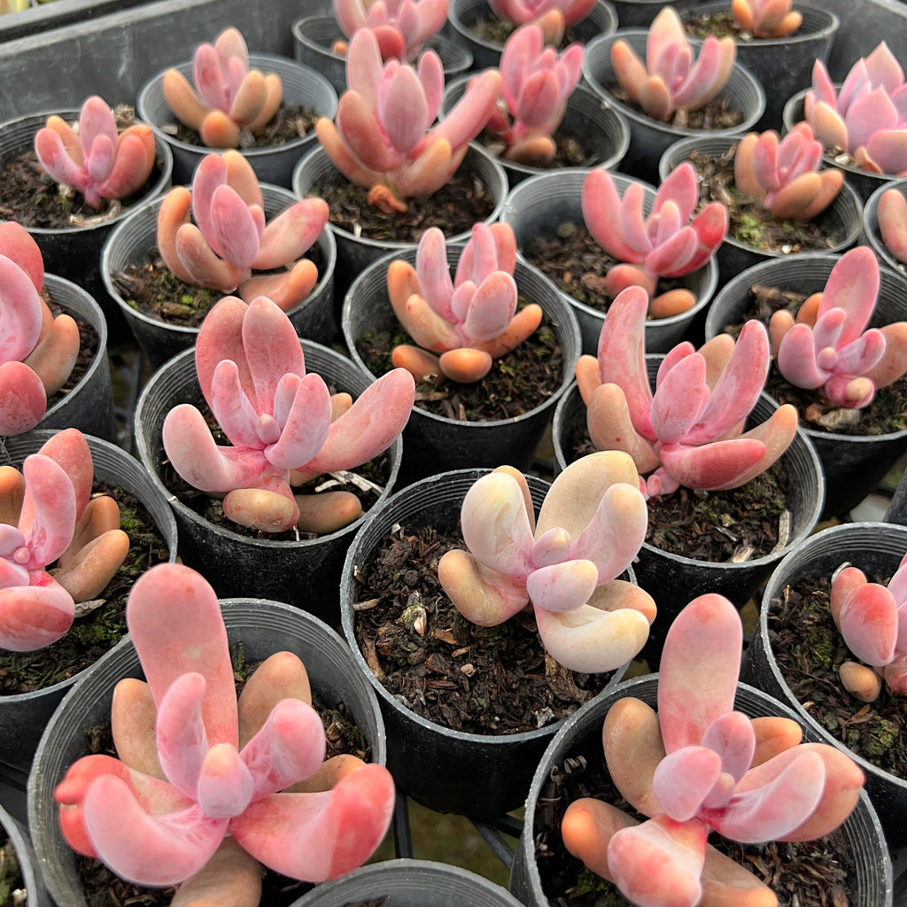 [PACK of 10 PLANTS] x xPachysedum 'Ganzhou' (SMALL)