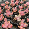 [PACK of 10 PLANTS] x xPachysedum 'Ganzhou' (SMALL)