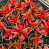 [PACK of 10 PLANTS] x Crassula Fusca (TOP CUT)