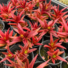 [PACK of 10 PLANTS] x Crassula Fusca (TOP CUT)