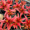 [PACK of 10 PLANTS] x Crassula Fusca (TOP CUT)