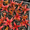 [PACK of 10 PLANTS] x Crassula Fusca (TOP CUT)