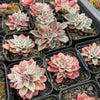 [PACK of 10 PLANTS] x Echeveria 'Fantastic Fountain'