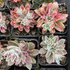 [PACK of 10 PLANTS] x Echeveria 'Fantastic Fountain'