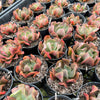 [PACK of 10 PLANTS] x Echeveria 'Dark Vader'