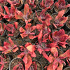 [PACK of 10 PLANTS] x Echeveria 'Diamond State' Variegated