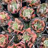 [PACK of 10 PLANTS] x Echeveria 'Dark Vader'