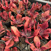 [PACK of 10 PLANTS] x Echeveria 'Diamond State' Variegated