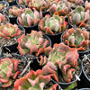 [PACK of 10 PLANTS] x Echeveria 'Dark Vader'