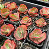 [PACK of 10 PLANTS] x Echeveria 'Tutti Frutti' (SIZE S)