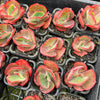 [PACK of 10 PLANTS] x Echeveria 'Tutti Frutti' (SIZE S)